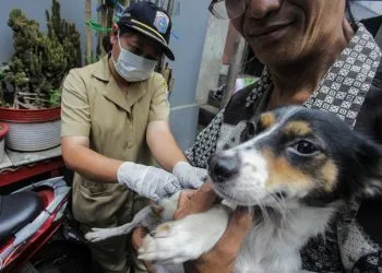Pemprov DKI Diminta Gelar Vaksinasi Kucing Massal