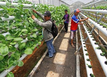 Kantor Dinas Ketahanan Pangan Jakarta Dilengkapi Greenhouse