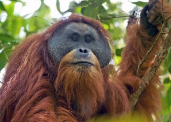 IPBES : Satu Juta Spesies Terancam Punah