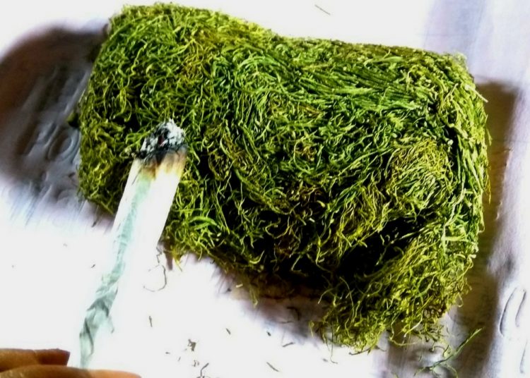 Tembakau Gayo. Foto: Komunitas Kretek