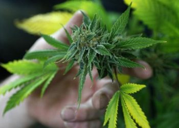 Indonesia Tak Gunakan Ganja untuk Pengobatan