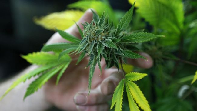 Indonesia Tak Gunakan Ganja untuk Pengobatan