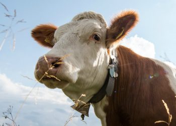 Polisi Mengejar Seorang Pencuri 10 Lonceng Sapi