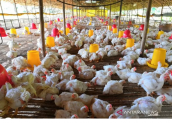 Peternakan ayam