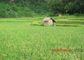 pekarangan sawah