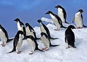 Jumlah Pinguin di Antarktika Menurun
