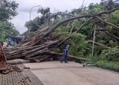 Pohon Beringin Berukuran Jumbo di Kawasan Monas Tumbang