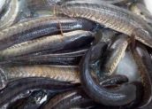 Terus Diguyur Hujan, Harga Ikan Gabus Melejit Rp120 Ribu per Kilogram