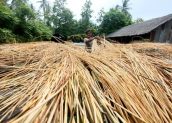 Kemenperin Jaga Distribusi Bahan Baku Lewat Aplikasi bahan baku rotan