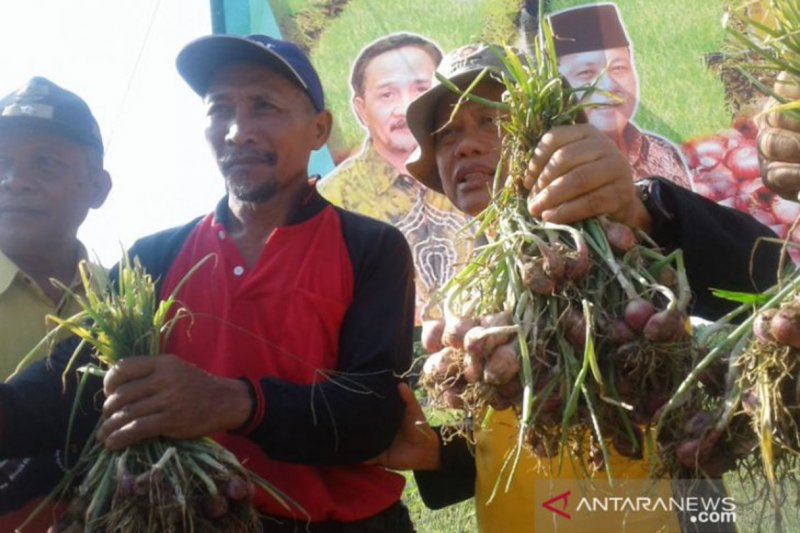 Bawang Merah Mahal, Tiga Kabupaten di Kalsel Lakukan Koordinasi