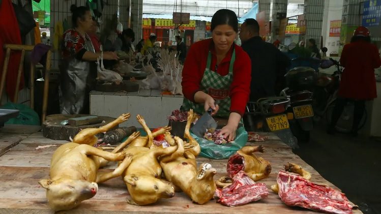 Tiongkok Tetap Lanjutkan Festival Daging Anjing Meskipun Dibanjiri Kritik