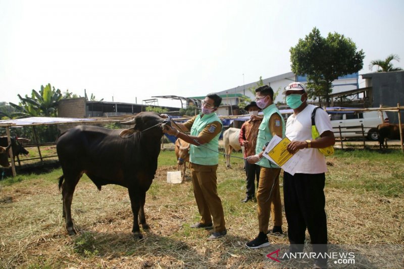 Pemeriksaan Hewan Qurban di Tangsel hingga Hari Penyembelihan