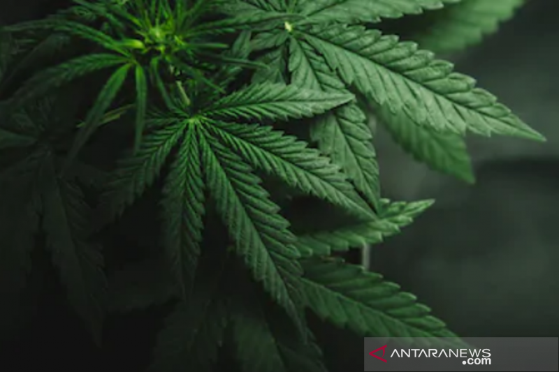 Kementan Ralat Penetapan Ganja Jadi Tanaman Obat