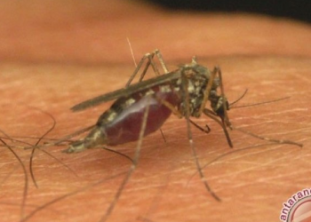 Unicef Apresiasi Indonesia karena Berhasil Bebaskan 77% Penduduk dari Malaria
