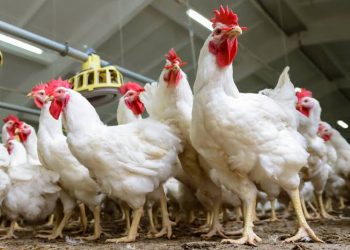 Temuan Baru Bantuan Kemensos, Enam Ribu Keluarga Miskin Terima Ayam Hidup