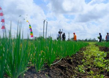 Daya Beli Petani Riau Tertinggi di Sumatera