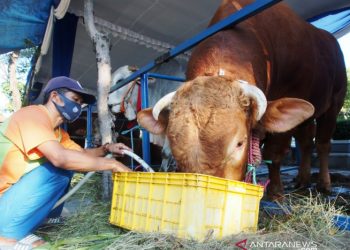 Presiden Jokowi Bagikan Sapi Qurban ke 34 Provinsi, Satu untuk Masjid Istiqlal
