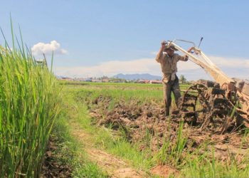 Genjot Produksi Padi, Tanah Datar Sediakan Layanan Bajak Sawah Gratis Tahun Depan