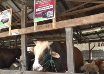 Presiden Jokowi Bagikan Sapi Qurban ke 34 Provinsi, Satu untuk Masjid Istiqlal