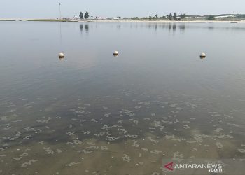 Teluk Jakarta Bukan Hanya Tercemar Paracetamol, Ada Lainnya