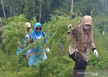 3,5 Hektare Ladang Ganja Dimusnahkan di Aceh Besar