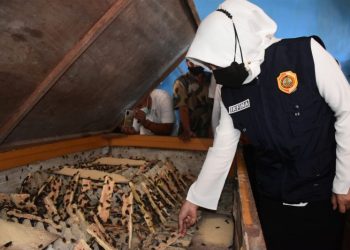 Jangkrik Tak Terdampak Pandemi, Bupati Mojokerto Bagikan Telur Jangkrik ke Peternak