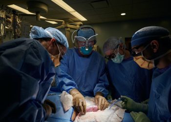 Pertama Kali,  Ahli Bedah Berhasil  Lakukan Transplantasi Ginjal Babi ke Manusia