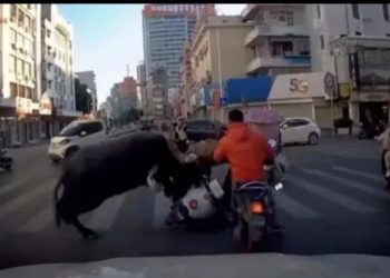 Kerbau Ngamuk di Jalanan Wilayah Guangxi, Sejumlah Pengguna Jalan Dilarikan ke Rumah Sakit