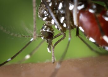 PKS: Pasien Membludak di Rumah Sakit, Kasus DBD Masuk Kategori Darurat