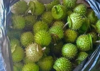 Kecanduan Kecubung, Puluhan Orang Dirawat di RSJ Sudah Seperti Zombi