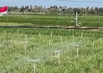 Petani Milenial, Siram Sawah Cuma Ucapin ‘Oke Google’