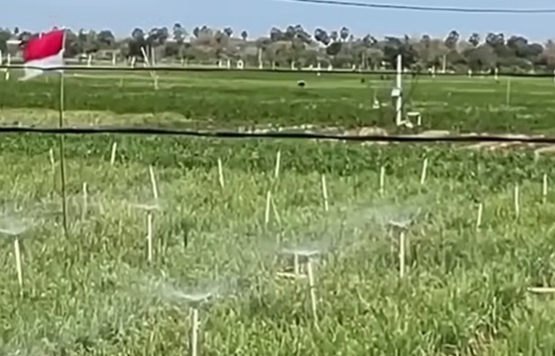 Penyiraman sawah pakai Oke Google (foto: instagram)