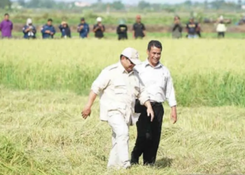 Teknik Budi Daya Padi Terbaru Bakal Diterapkan di Merauke