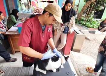 DKI Jakarta Vaksinasi Hampir 60 Ribu Hewan Penular Rabies Sepanjang 2024