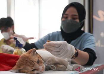 Pemkot Jaktim Sterilkan 111 Kucing Liar di Pasar Jatinegara