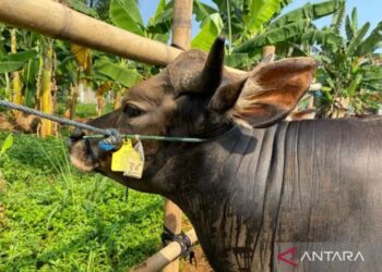 DKI Pastikan Hewan Kurban di 14 Lokasi Bebas Penyakit