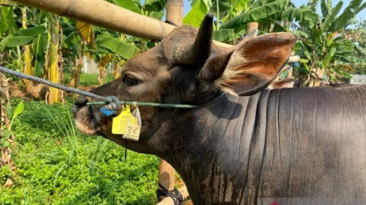 Arsip - Sapi dengan tanda sehat yang berada di tempat penampungan hewan kurban (TPnHK) kawasan Jagakarsa, Jakarta Selatan, Rabu (5/6/2024). ANTARA/Luthfia Miranda Putri/aa.