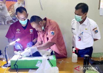 Pemkot Jaktim Sterilkan 128 Ekor Kucing untuk Tekan Populasi