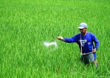 Serapan Pupuk di Situbondo Capai 34 Persen dari Alokasi