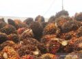 Harga TBS Petani Swadaya di Riau Turun 1,73 Persen Pekan Ini