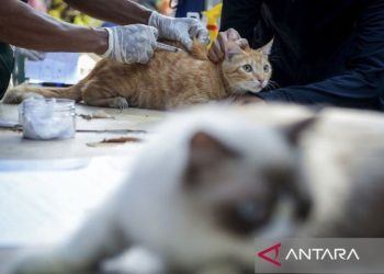 Tangerang Tawarkan Layanan Vaksinasi Rabies Gratis, Cukup Tunjukkan KTP