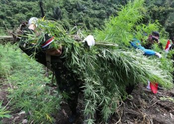 58 Hektar Lahan Ganja di Gayo Dimusnahkan Aparat Gabungan