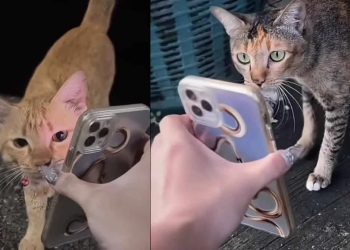 Ajaib! Kucing Hilang Ditemukan setelah Pemiliknya ‘Meminta Tolong’ Kucing Liar Lewat Ponsel”