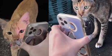 Ajaib! Kucing Hilang Ditemukan setelah Pemiliknya ‘Meminta Tolong’ Kucing Liar Lewat Ponsel”