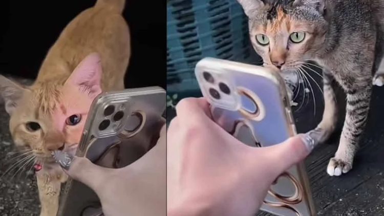 Ajaib! Kucing Hilang Ditemukan setelah Pemiliknya ‘Meminta Tolong’ Kucing Liar Lewat Ponsel”