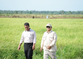 Mentan Targetkan Serap 2–2,5 Juta Ton Beras Saat Panen Raya 2026