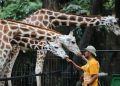 Revitalisasi Ragunan Segera Dikerjakan, DPRD DKI Minta Tiket Tetap Terjangkau