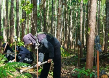 IKN Gaet Pengunjung Tanam Pohon, Wujudkan Konsep Kota Hutan Berkelanjutan