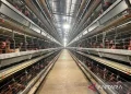 Kementan Pastikan Peternak Rakyat Jadi Garda Utama Industri Ayam Nasional