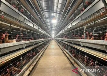 Kementan Pastikan Peternak Rakyat Jadi Garda Utama Industri Ayam Nasional